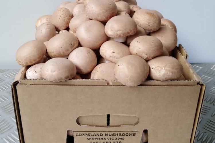 Gippsland Mushrooms